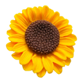 Sunflower Button 40mm – Yellow Floral Statement Button Sold Individually